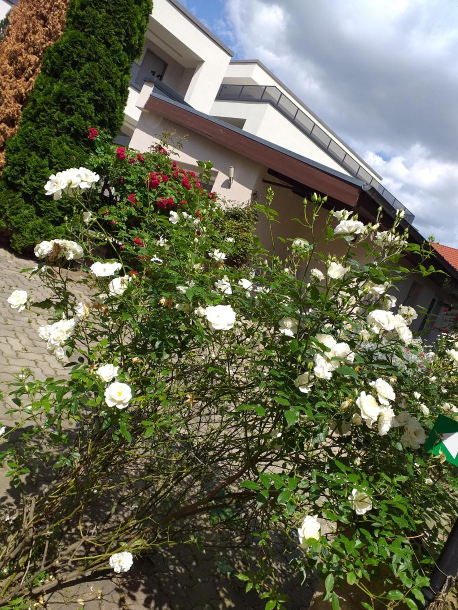 Ferienwohnungen Am Hauptplatz Pirna Esterno foto